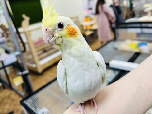 オカメインコ