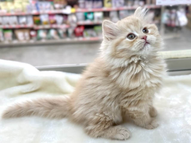 スコティッシュフォールド