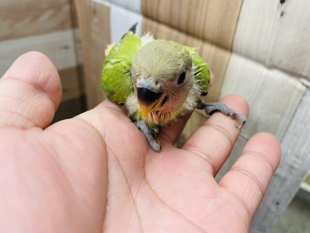 コザクラインコ（小桜インコ）