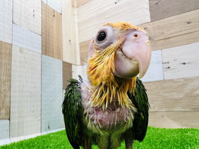 シロハラインコ