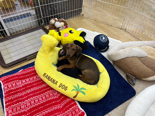 スタンダードダックス