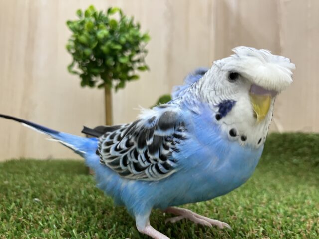 羽衣セキセイインコ