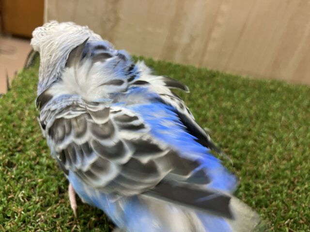 羽衣セキセイインコ