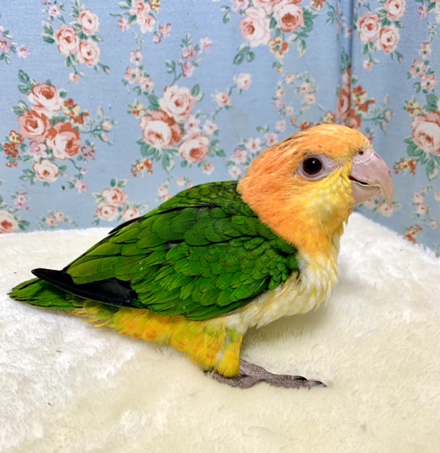 シロハラインコ