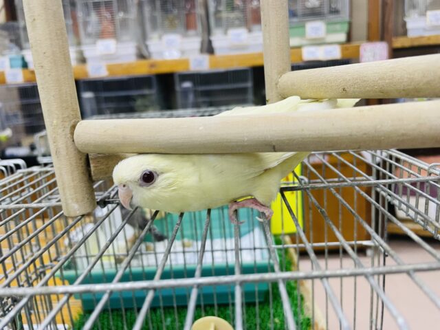 サザナミインコ