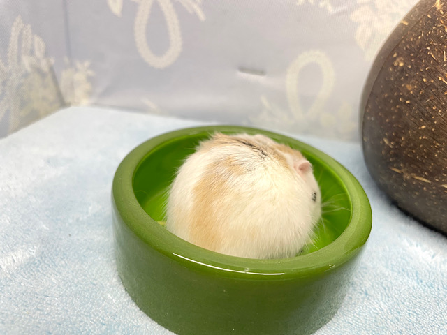 ロボロフスキーハムスター