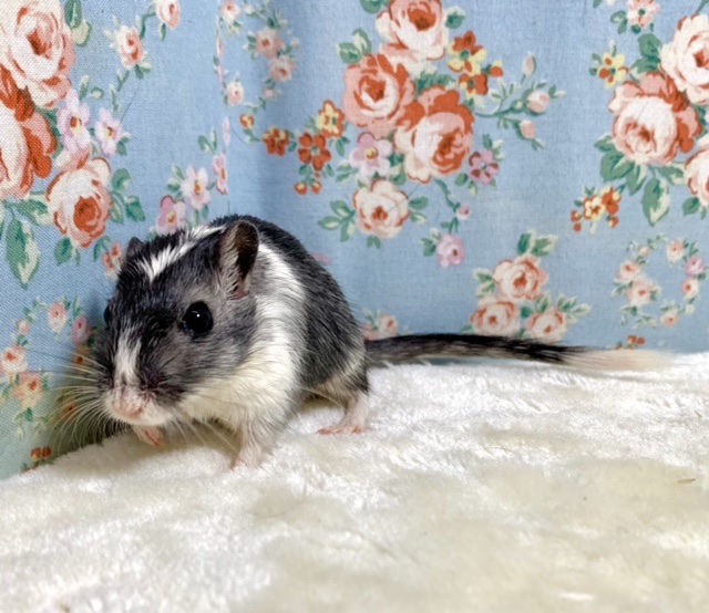 カラージャービル（スナネズミ）