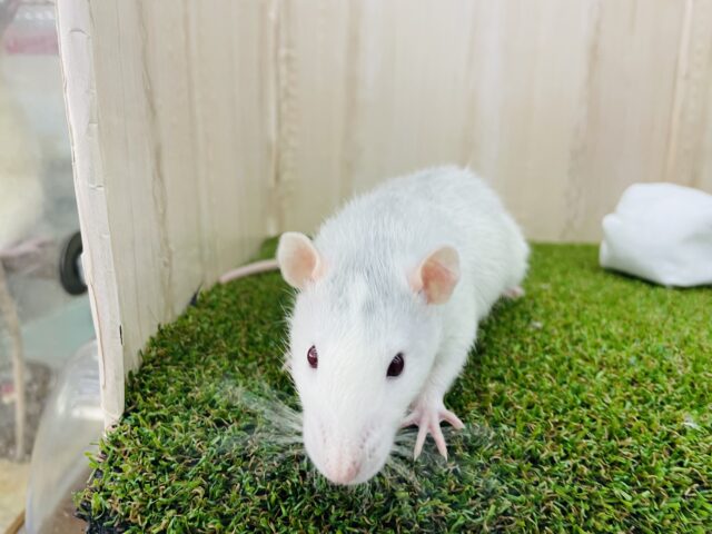 ファンシーラット