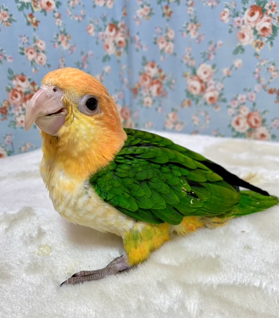 シロハラインコ