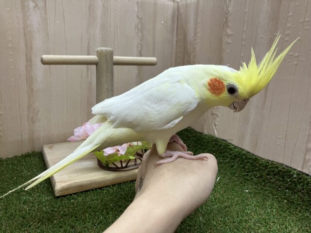 オカメインコ