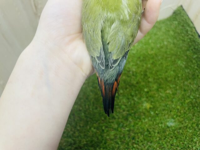 コザクラインコ（小桜インコ）
