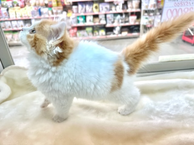 スコティッシュフォールド