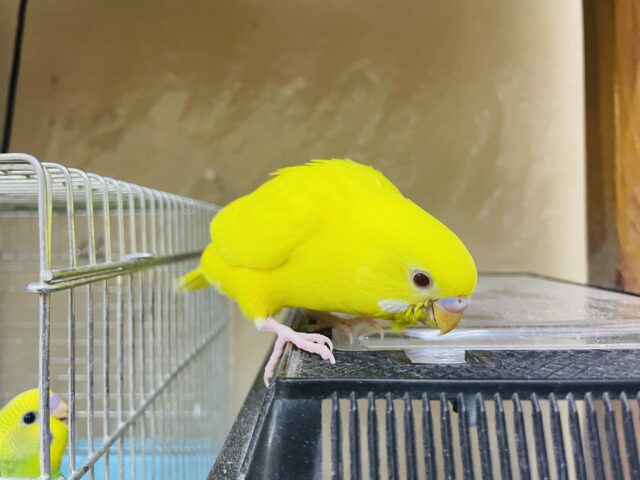 セキセイインコ