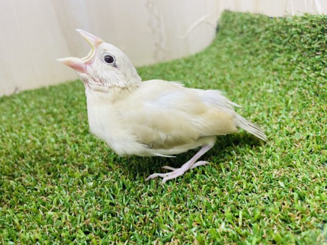 シナモン文鳥
