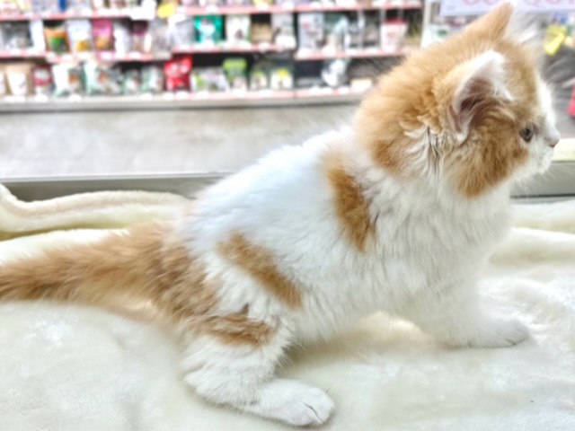 スコティッシュフォールド