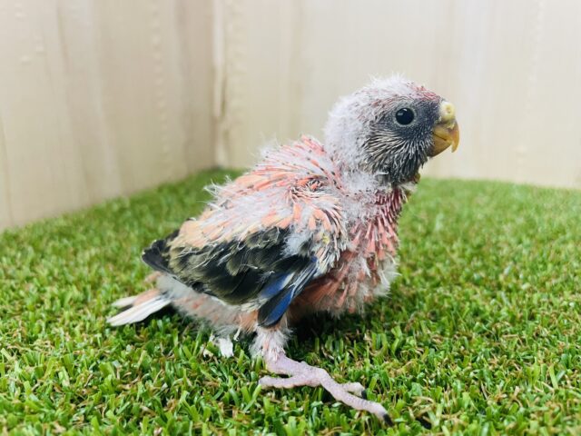 アキクサインコ（秋草インコ）