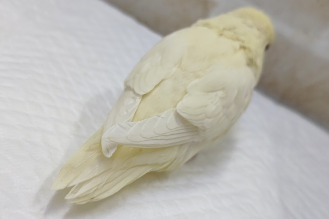 サザナミインコ