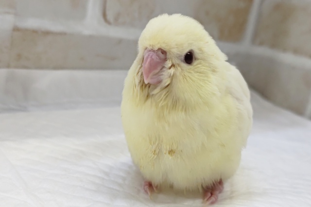 サザナミインコ