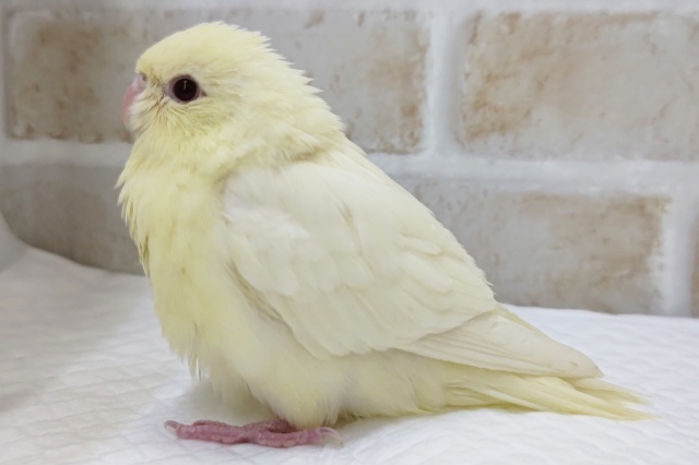 サザナミインコ