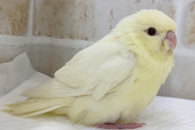 サザナミインコ