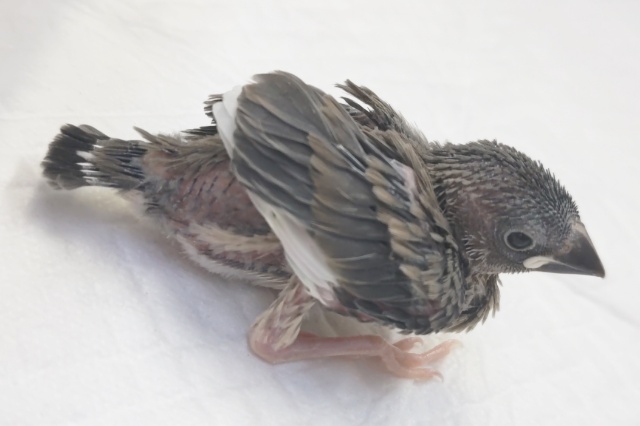 最新画像あり! キレイな桜を咲かせてね🌸 桜文鳥 桜文鳥