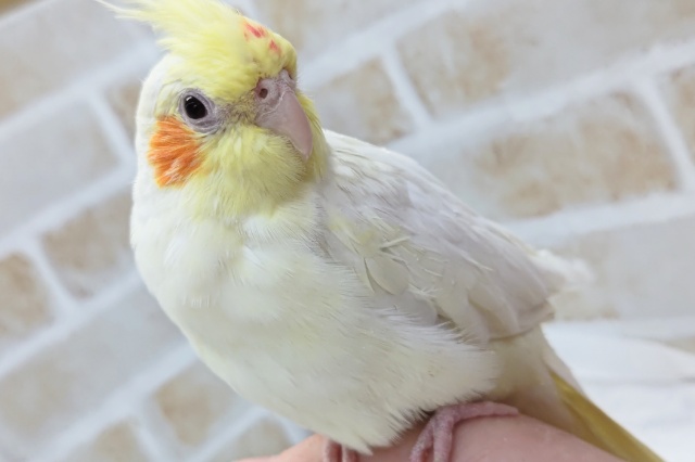 オカメインコ