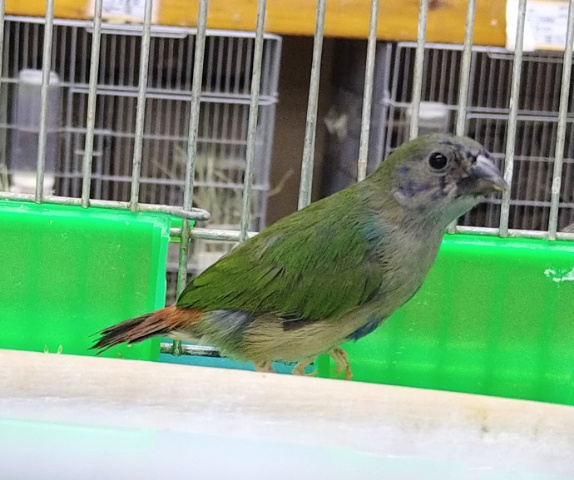 チモールセイコウチョウ