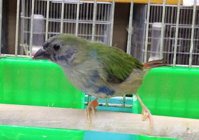 チモールセイコウチョウ