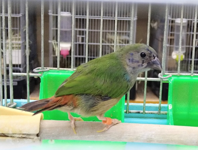 チモールセイコウチョウ