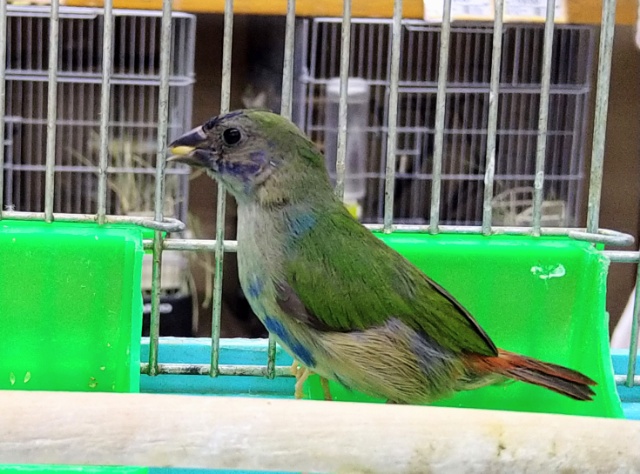 チモールセイコウチョウ