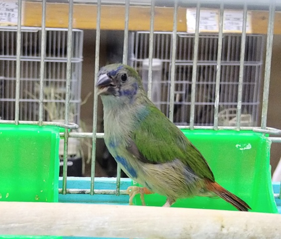 チモールセイコウチョウ