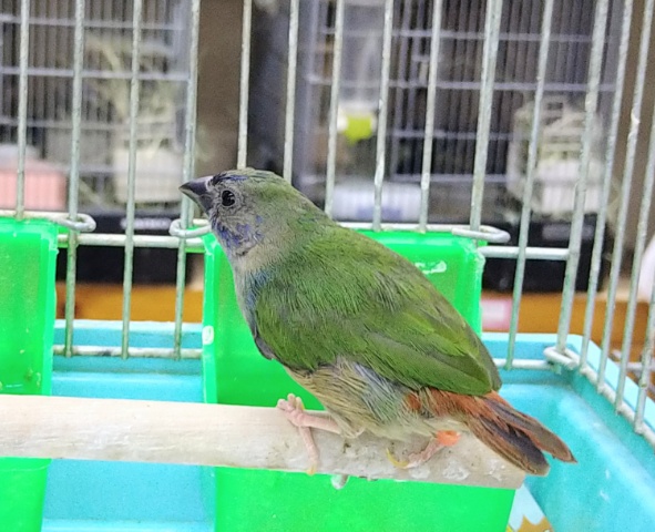 チモールセイコウチョウ