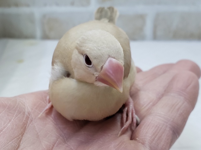 シナモン文鳥
