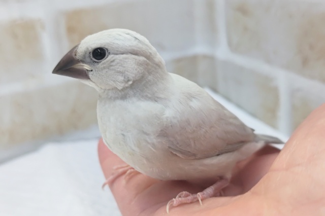 シルバー文鳥