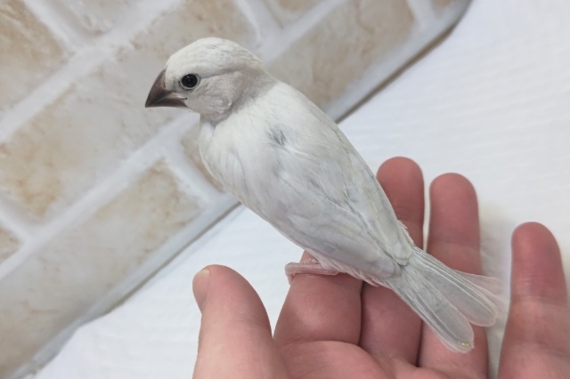 シルバー文鳥