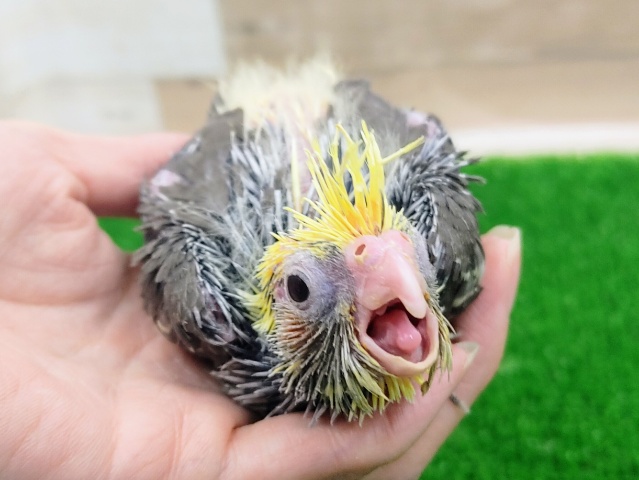オカメインコ