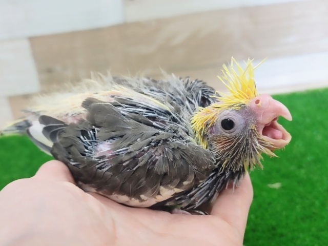 オカメインコ