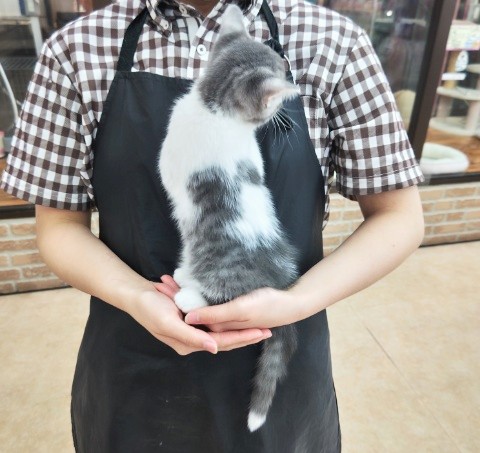 スコティッシュフォールド