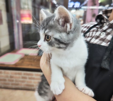 スコティッシュフォールド