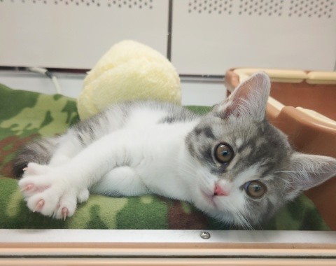 スコティッシュフォールド