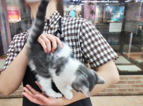 スコティッシュフォールド