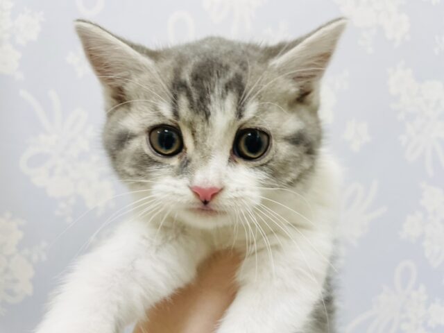 スコティッシュフォールド