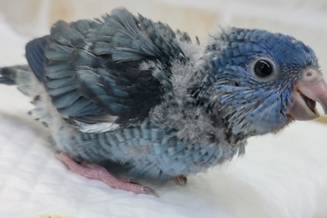 サザナミインコ