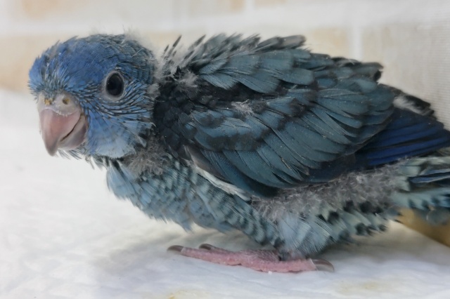 サザナミインコ