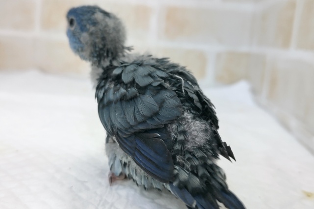 サザナミインコ