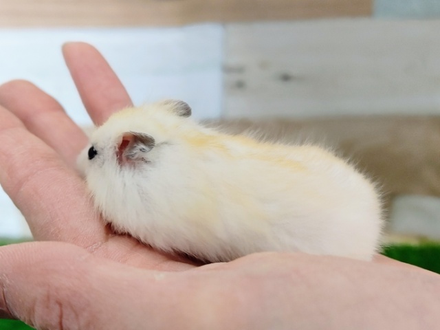 ドワーフハムスターの1種