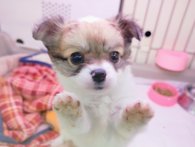 実は甘えるの大好き❤チワワの男の子入荷しました❤ チワワ