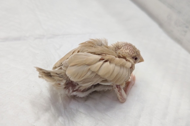 溢れるゴージャス感~🌹 シナモン文鳥 シナモン文鳥