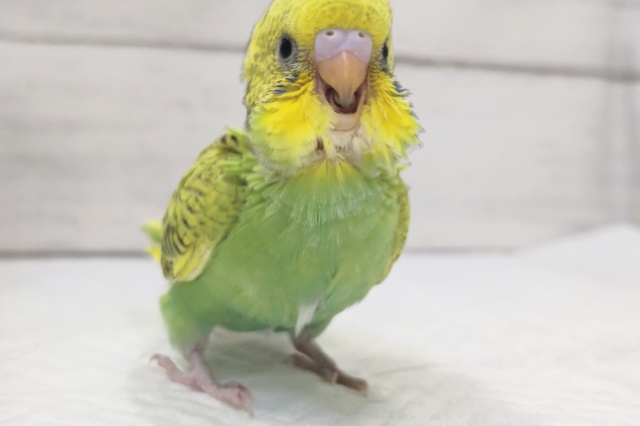 セキセイインコ