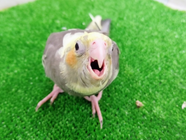 オカメインコ